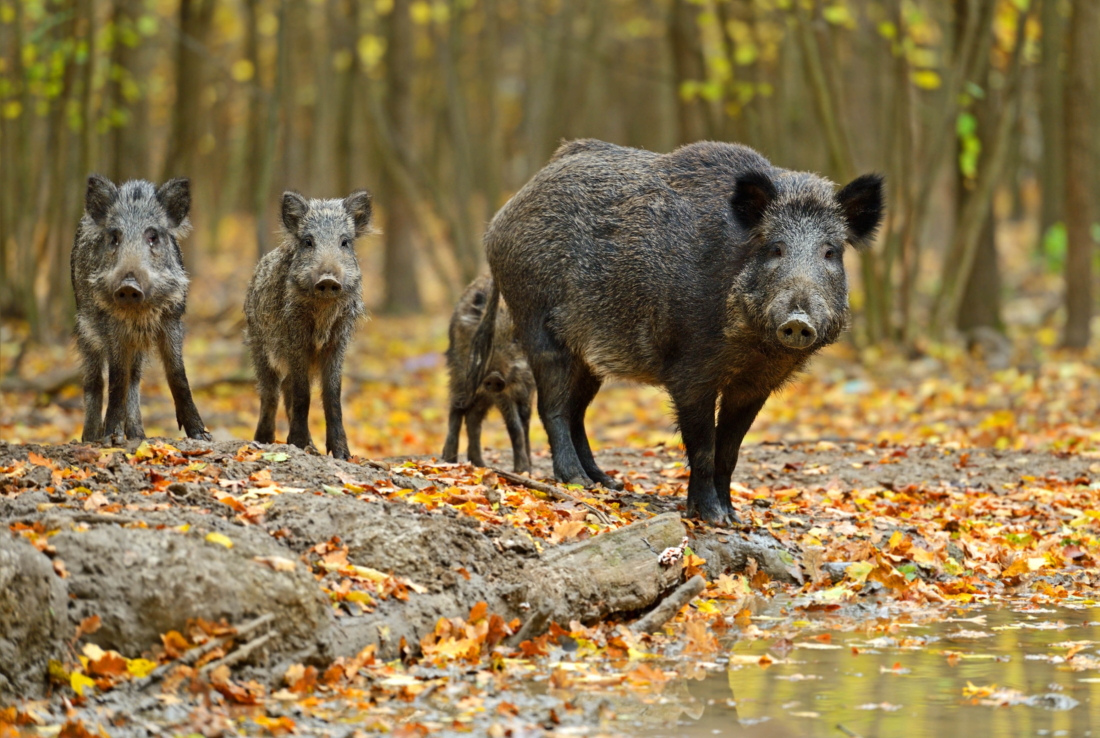 Wildschweine auf Futtersuche